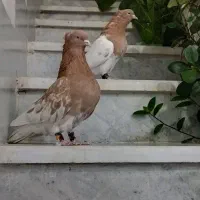 کبوتر کله