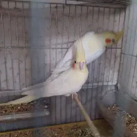 عروس هلندی 3 ماهه|پرنده|تبریز, |دیوار