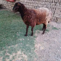بره نر