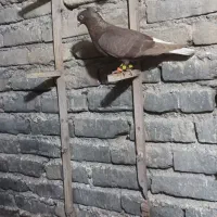 کبوتر|پرنده|سبزوار, توحیدشهر|دیوار