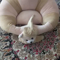 سیسمونی و عروسک|اسباب و اثاث بچه|مشهد, کوی سیدی|دیوار