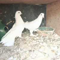 چهار جفت کفتر پرشی تزیینی رواعب جوجه حندقی|پرنده|قم, شهرک مهدیه (مدرس)|دیوار