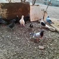 کبوتر|پرنده|تربتحیدریه, باغ سلطانی|دیوار