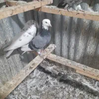 کبوتر خوب بسیار عالی به خاطر جا به جایی منزل