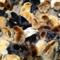 جوجه رسمی گلپایگان 50تعداد بالا