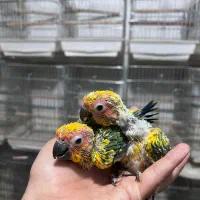 ملنگو رنگی خورشیدی راهب گرینچیک عروس