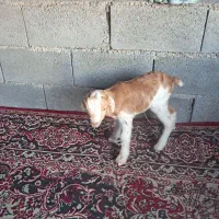 فروش کهره شیری