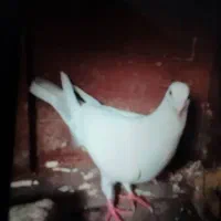 کبوتر مسافتی