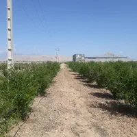 مجتمع کشاورزی دامداری . سرمایه گذاری|فروش دفتر صنعتی، کشاورزی، تجاری|شاهرود, |دیوار