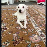 واگذاری سگ