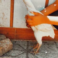 مرغ و خروس لاری و زینتی|حیوانات مزرعه|تربت‌حیدریه, باغ سلطانی|دیوار