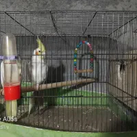 جفت عروس هلندی مولد|پرنده|اردبیل, |دیوار