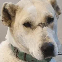 ماده خراسانی