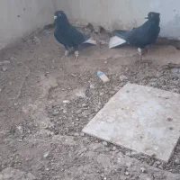 دم سفید جفتی|پرنده|سبزوار, رباط|دیوار