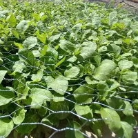 نشا بادمجان نژاد قصری۲ تومن