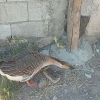 قوغاز با یک جوجه
