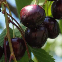 نهال گیلاس و آلبالو