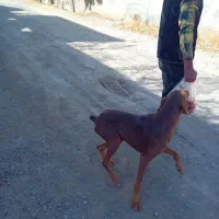 سگ دوبرمن