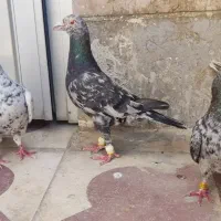 نروماده سرور