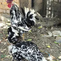 تخم مرغ گلین نطفه دار اصیل اصیل