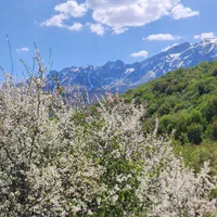 زمین ۵۰۰متری ییلاقی در دهکده زیبای ورپی)آلپ ایران(