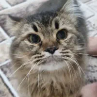 گربه شورت هِیر