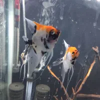 جفت مولد آنجل