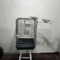 عروس هلندی|پرنده|گالیکش, |دیوار