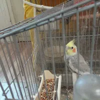 عروس هلندی دسی خونگی زیبا|پرنده|شیراز, کفترک|دیوار