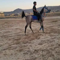 نریون درشوری