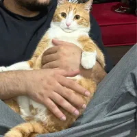 واگذاری گربه