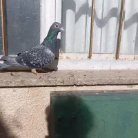 کفتر|پرنده|بروجرد, |دیوار