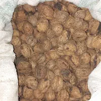 گردو درجه یک