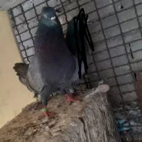 سبز