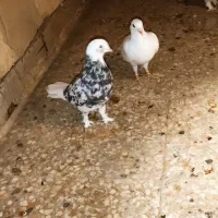 هما شازده|حیوانات|یزد, |دیوار