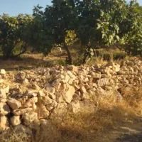 باغ|فروش دفتر صنعتی، کشاورزی، تجاری|دالاهو, |دیوار