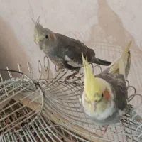 پرنده|پرنده|نیشابور, امام|دیوار