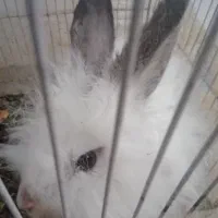 خرگوش|موش و خرگوش|خواف, |دیوار