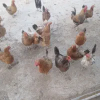 20تا مرغ تخم گذار جوان دانه 280