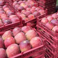 خریدار انواع سیب ( زرد و قرمز)|خدمات باغبانی و درختکاری|سی‌سخت, |دیوار