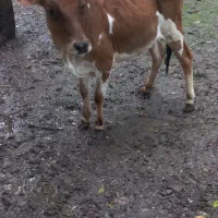 لیشه یکساله بفروش می‌رسد