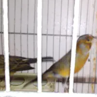 قناری نر و ماده