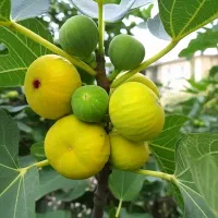 نهال انجیر گلابی با میوه درشت و شیرین