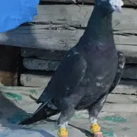 کفتر (کبوتر) رنگی ، دورگ