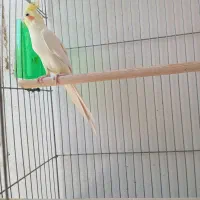 عروس هلندی مولد