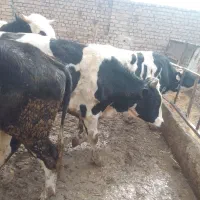 ۴راس گوساله نر|حیوانات مزرعه|بوئین زهرا, |دیوار