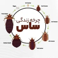 سمپاشی ساس ریشه کنی صددرصد بدون خطا|خدمات نظافت|قم, وادی السلام|دیوار