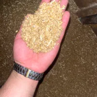 گندم مهرگان خوب درجه یک مهرگان ۴۷