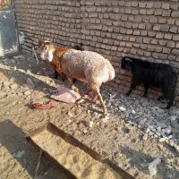 یک راس بره قوچی|حیوانات مزرعه|زیرکوه, |دیوار