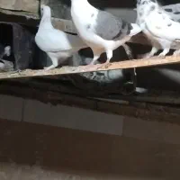 انواع کبوتر پرشی فروشی